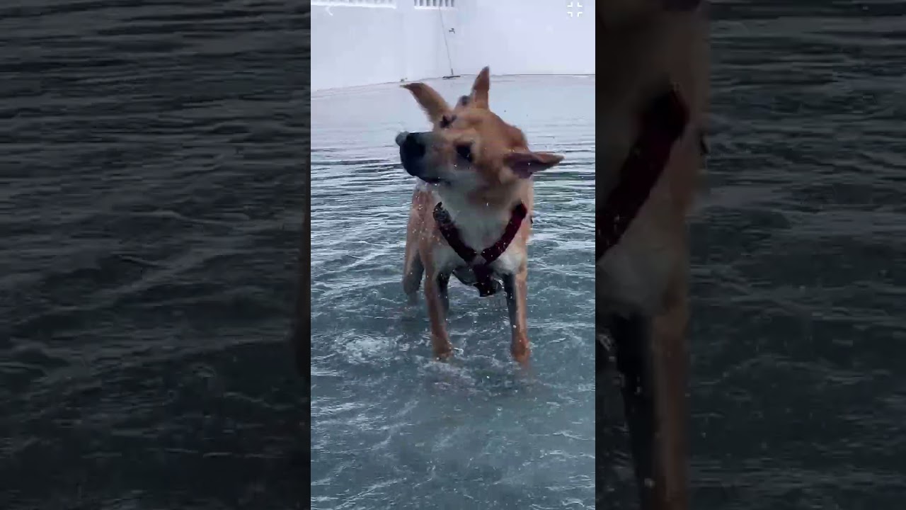 Soi Dog Foundation | Thailand Phuket