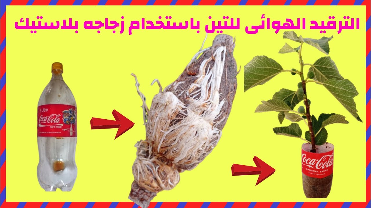 الترقيد الهوائى للتين  هتنجح معاك ولو كنت اول مره تعملها