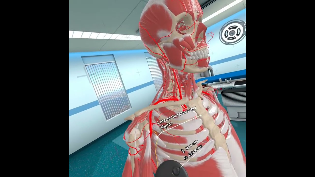 Arteries of the shoulder and some veins stuff