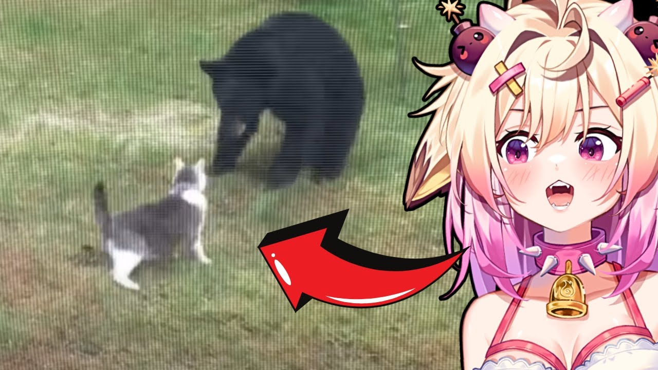 This Guard Cat Is NOT PLAYING AROUND! Rosiebellmoo Reacts To Daily Dose Of Internet