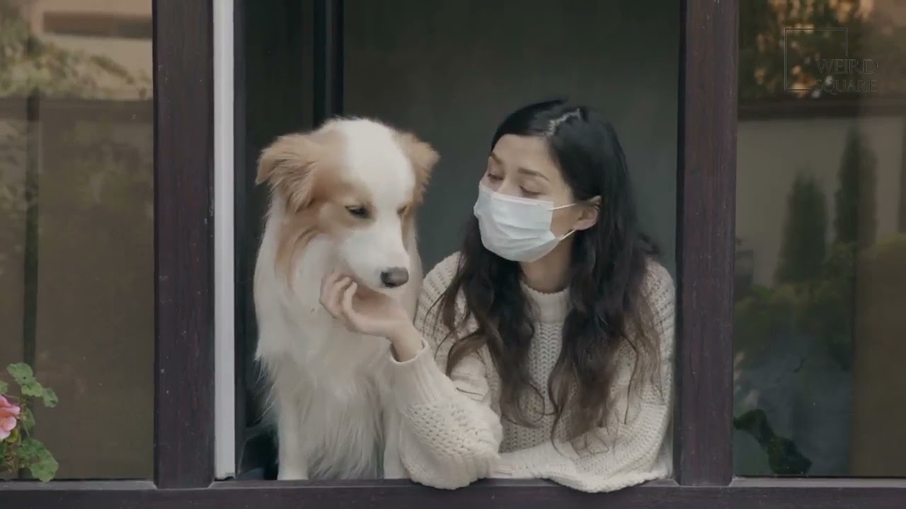 Pyredoodle | Are known by various names, including pyrepoo, pyreneespoo, and pyreneesedoodle