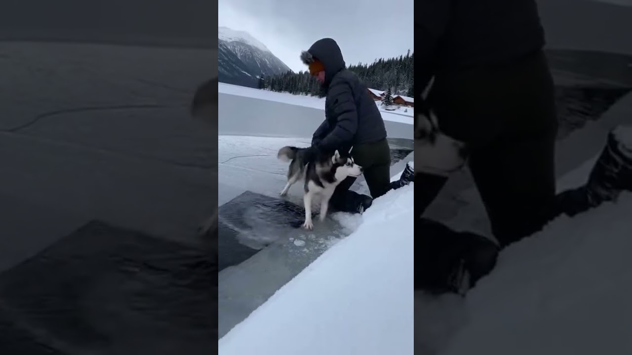 Husky Ice Rescue  Brave Man Saves Dog