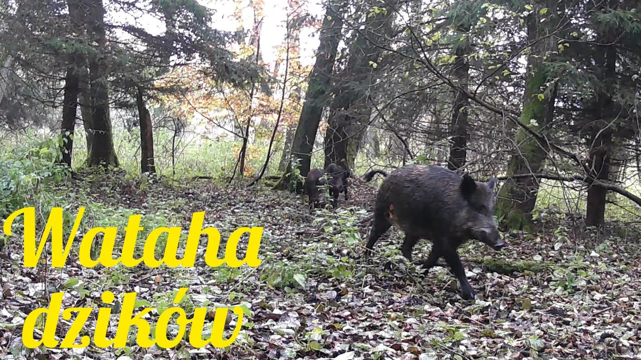 Przyroda z ukrycia, odc.66: Wataha dzików.
