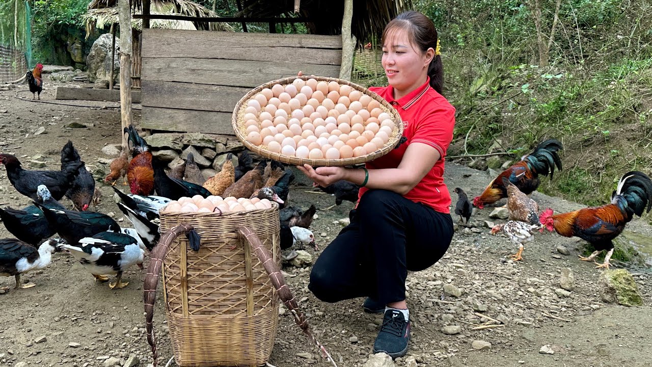 Harvesting Chicken Eggs To Sell Highland Market - Cooking, Farm Life