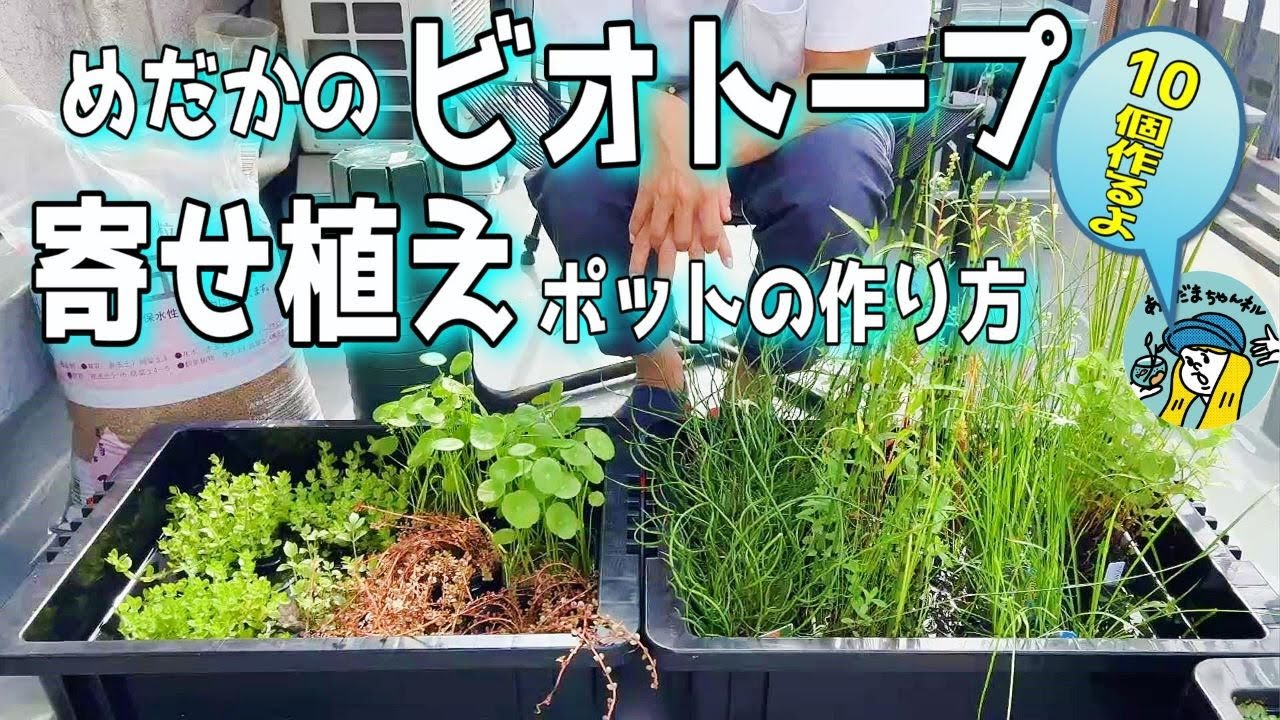 めだかのビオトープに寄せ植えポットが簡単手軽で最高です（10個の寄せ植えポットを水生植物の名前と共に作成していきます）