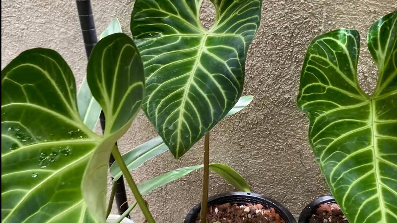 My Plantita Journey Vlog #83 || Premium rare plants at Masitera nursery.