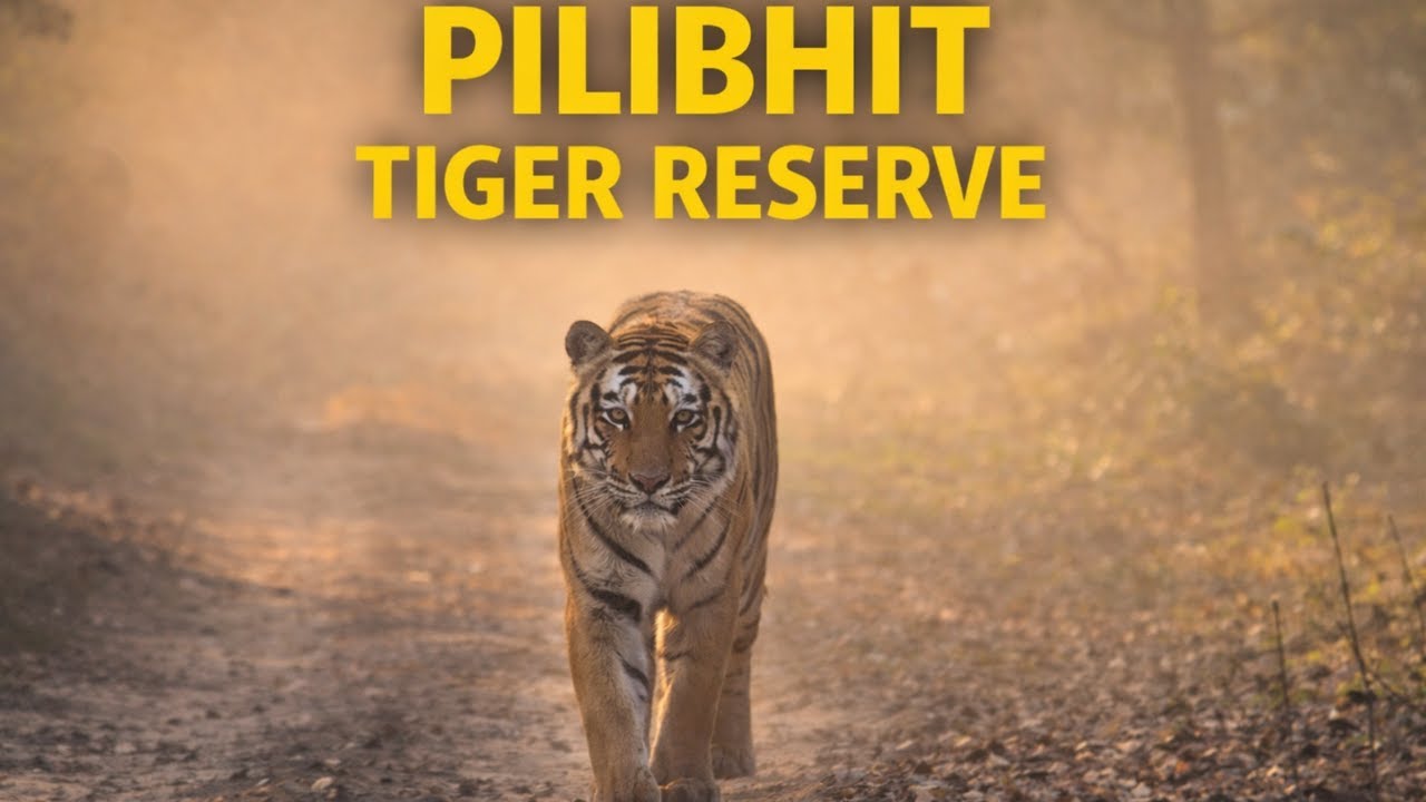 Close Encounter With Tiger | Jeep Safari at Pilibhit Tiger Reserve | Part-2 | Uttar Pradesh Tourism