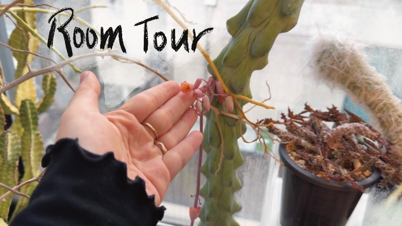 [RoomTour]기대하고 기다렸는데 허무해. / 마음쓴다고 갑자기 따뜻한 곳으로 옮겨주지 말기