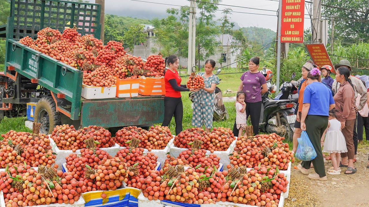 Use Trucks To Buy A Lot Lychee Fruit From Traders to Sell to People at the Country Market