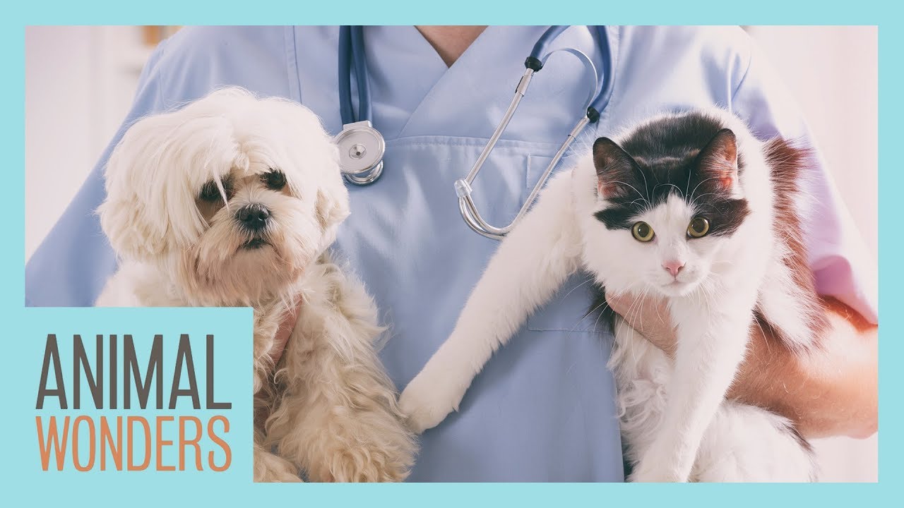 How To Get A Career Working With Animals