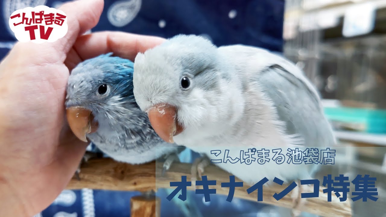 【こんぱまるTV】池袋店　#9　オキナインコ特集