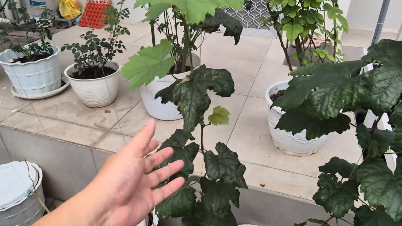 Re-Start Part #11 A Short Update on Grapevine Growth in the Challenging Rainy Season.
