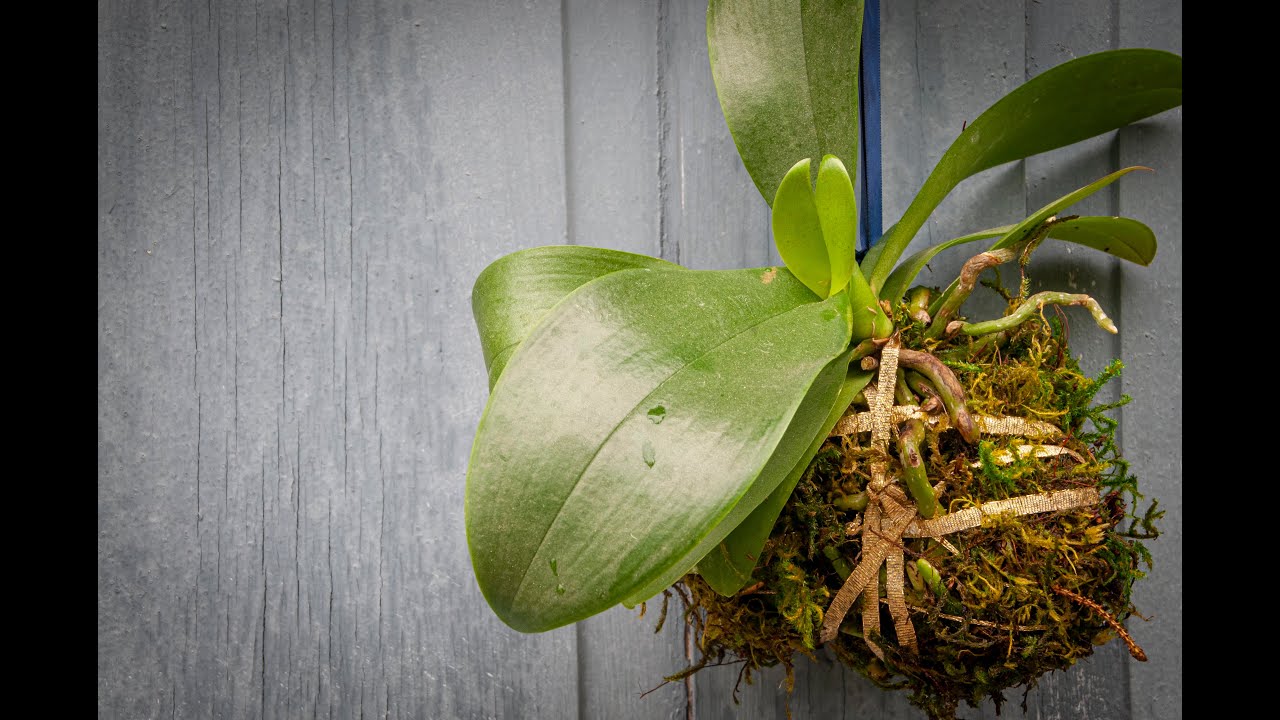 Creating an Orchid Kokedama