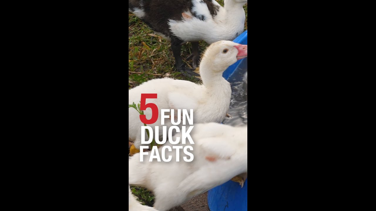 Purina® Duck Feed #Shorts
