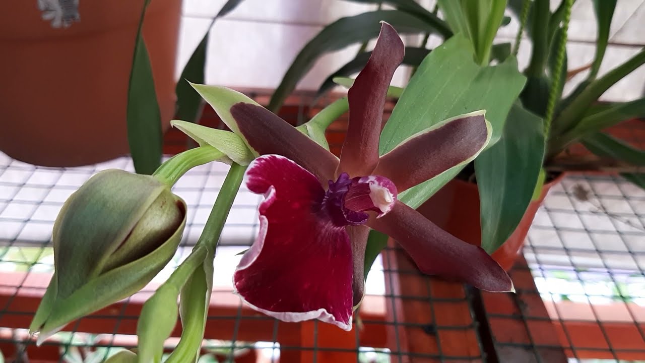 CUÁLES SON LAS CARACTERÍSTICAS Y LA FLORACIÓN DE LA ESPECTACULAR ORQUÍDEA ZYGOPETALUM BIG RED ONE