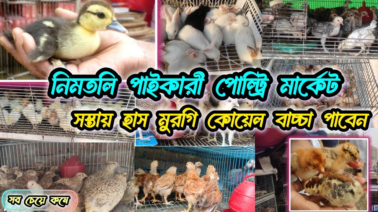নিমতলি পাইকারী পোল্ট্রি মার্কেট সস্তায় হাস মুরগি কোয়েল বাচ্চা পাবেন, nimtoli wholesale chicks market