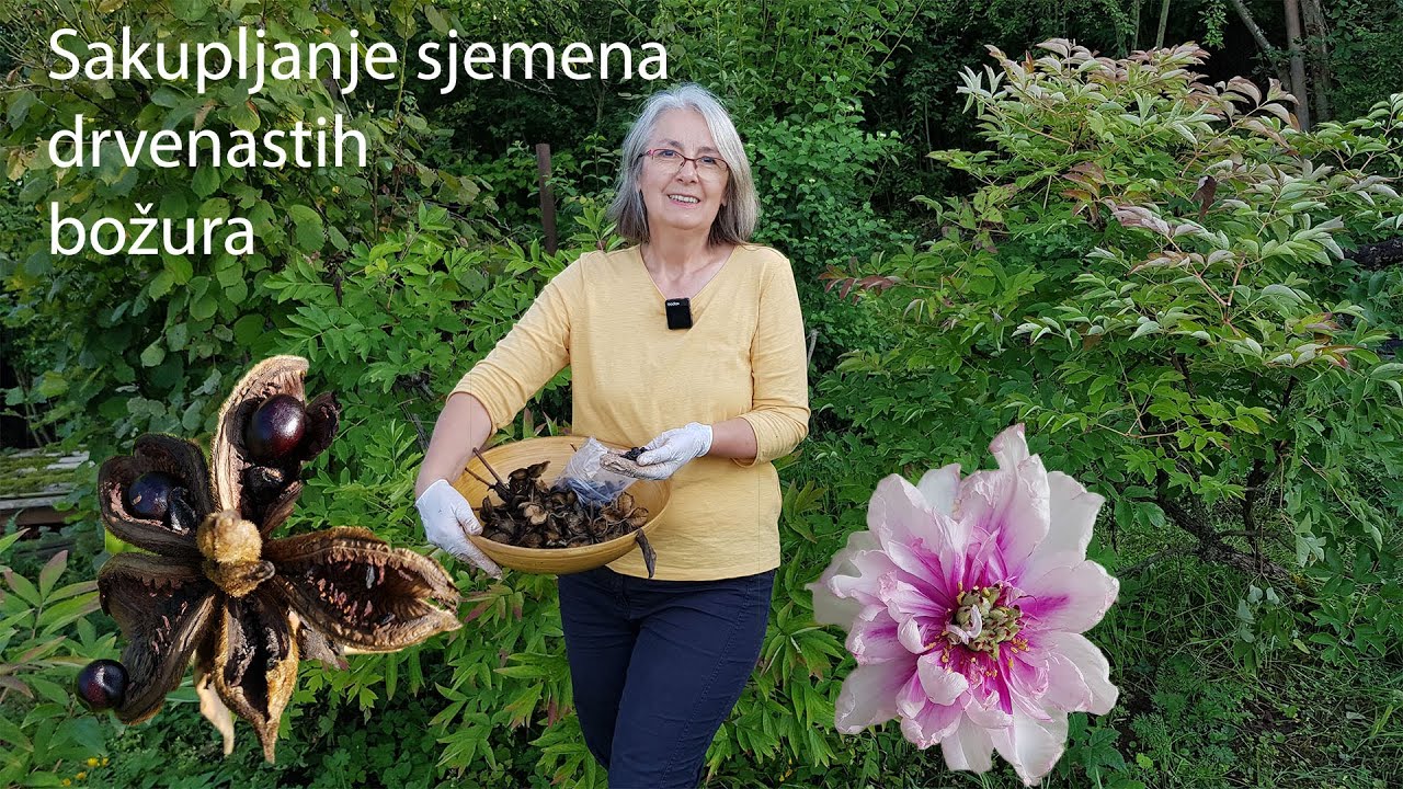 Sakupljanje sjemena drvenastih božura