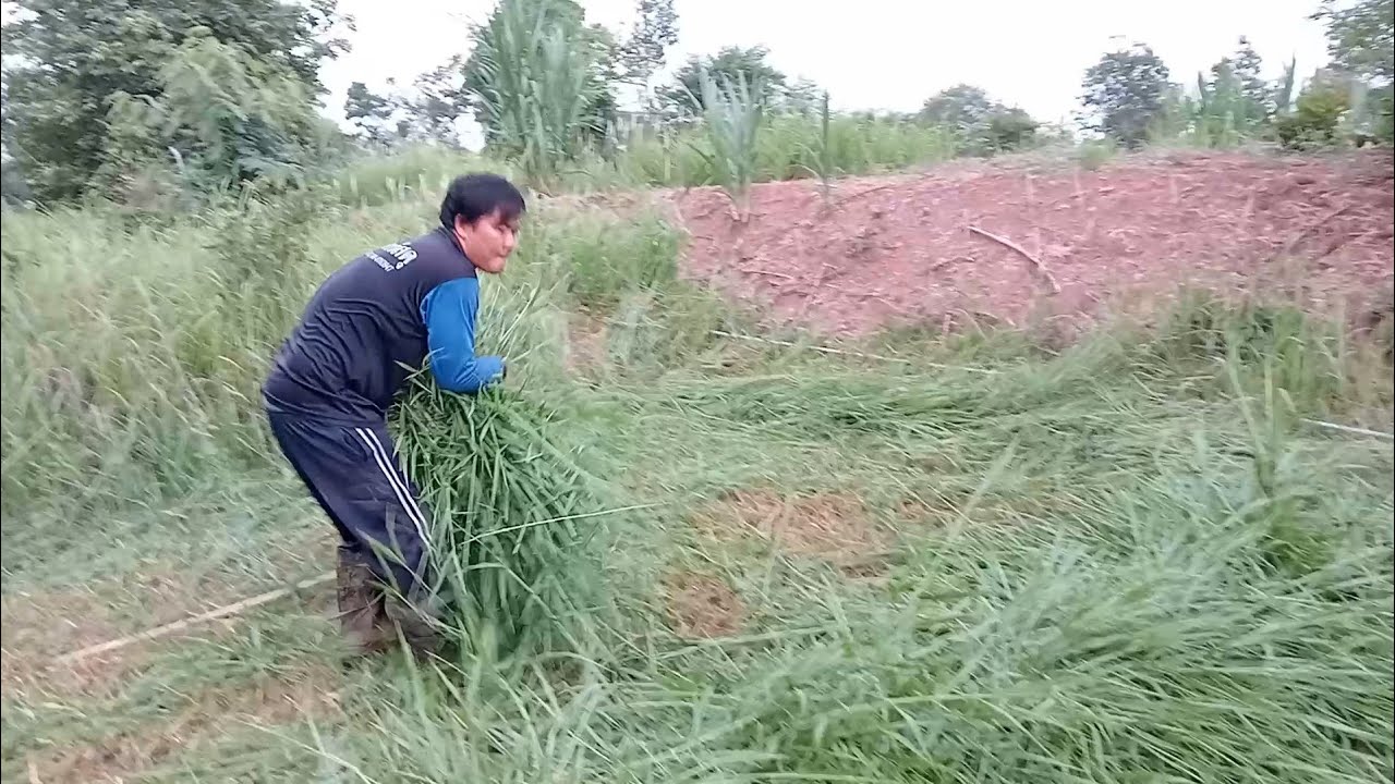 ปลูกหญ้ามันมาเลย์เพิ่มจ้าทนแฉะฤดูฝนให้ผลผลิตดี