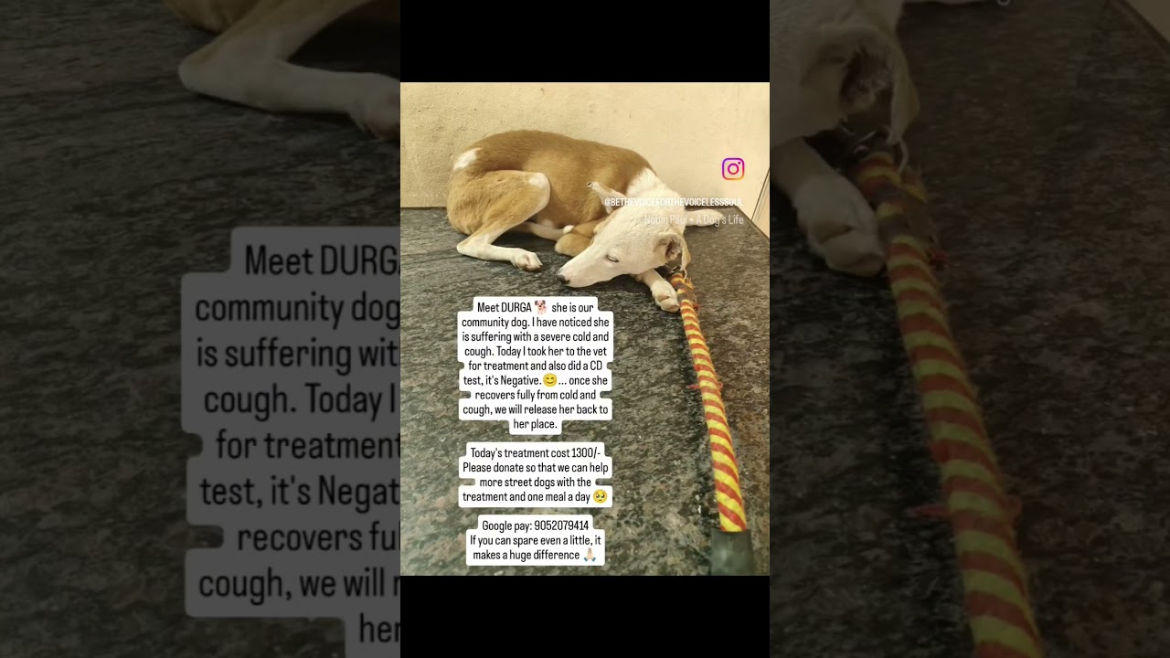 Please donate to help the rescued dog with treatment 