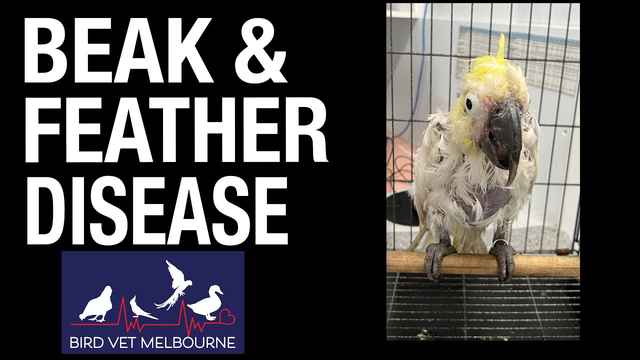 Treating Beak and Feather Disease Birds at Bird Vet Melbourne
