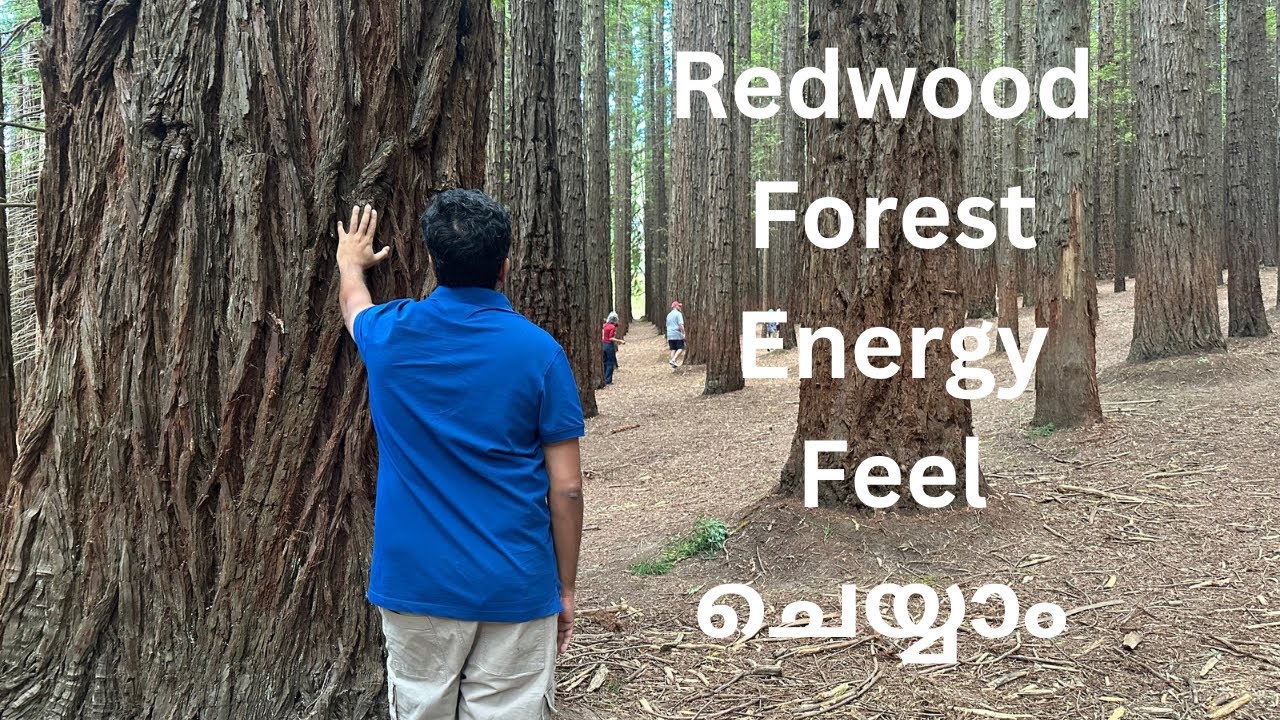 Melbournile Redwood ഫോറസ്റ്റിന്റെ ഹീലിങ് എനർജി feel cheyyam 