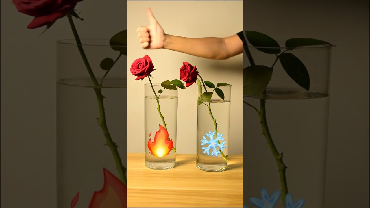 Hot water brings flowers back to life