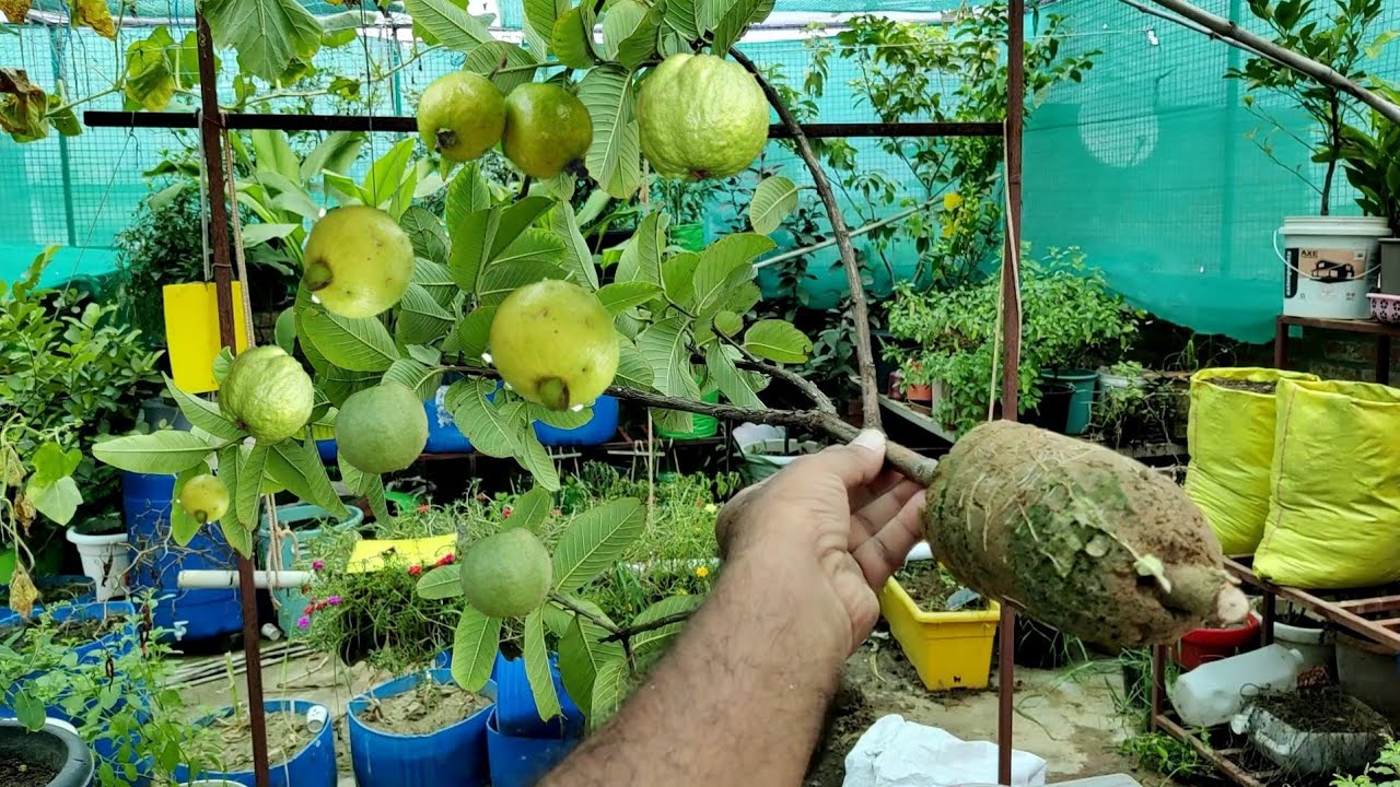 घर पर ही अमरूद के सैकड़ों पौधे फ्री में तैयार करने का सीक्रेट Guava airlayring in  plastic material