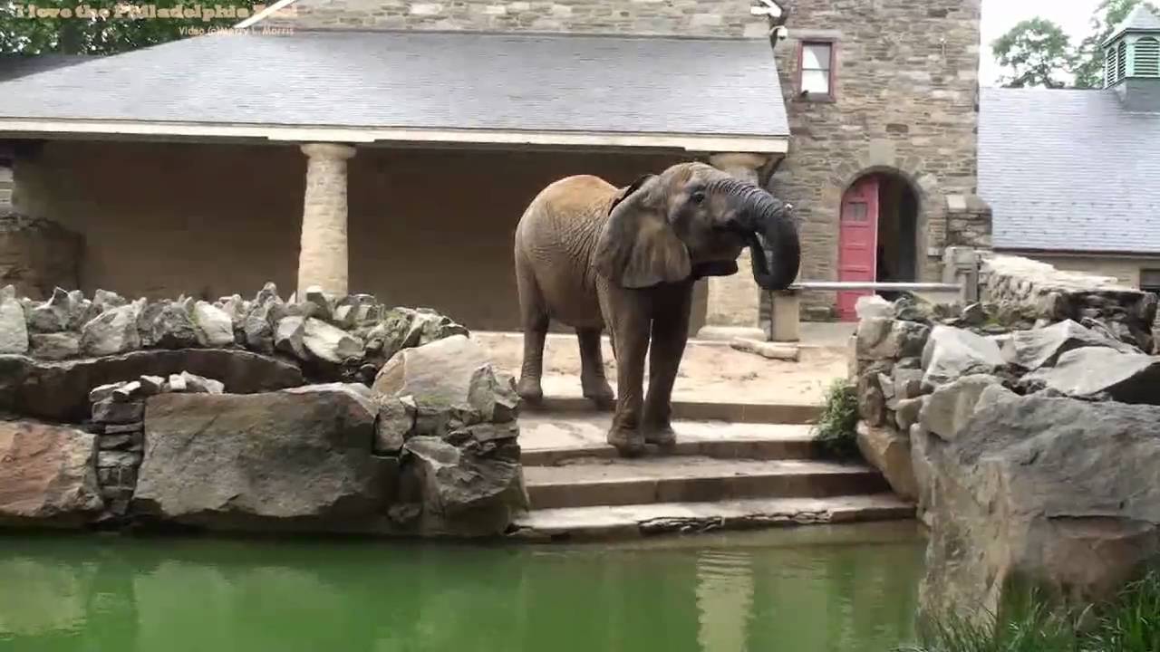 Philadelphia Zoo - One Year Later, I Still Miss the Elephants