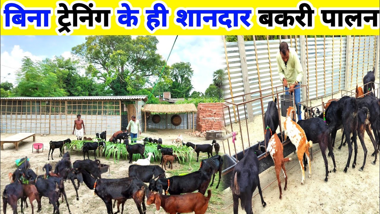 4 बकरी से Goat Farming शुरु किया था 💯 Goat farming business || Cross Breed Goat Farming