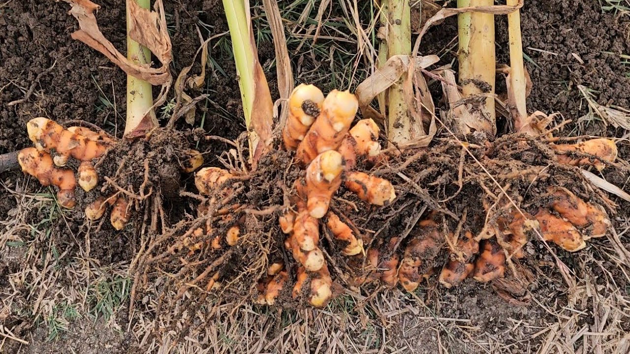 29 जानेवारी रोजी हळदीची स्थिती | 2 औषधांचा परिणाम प्रत्यक्षात | #farming #agriculture #haldi 
