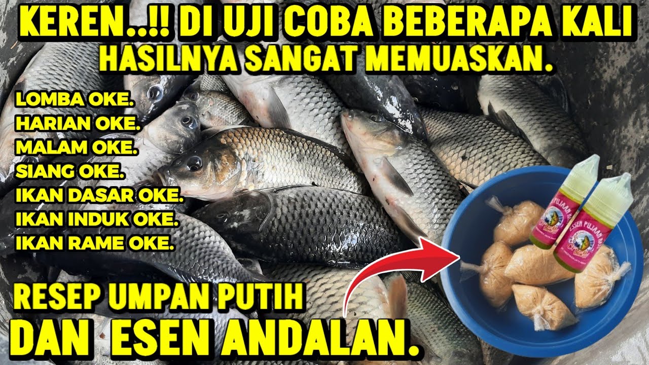 Resep umpan putih andalan dan esen gacor, cocok untuk lomba/harian.