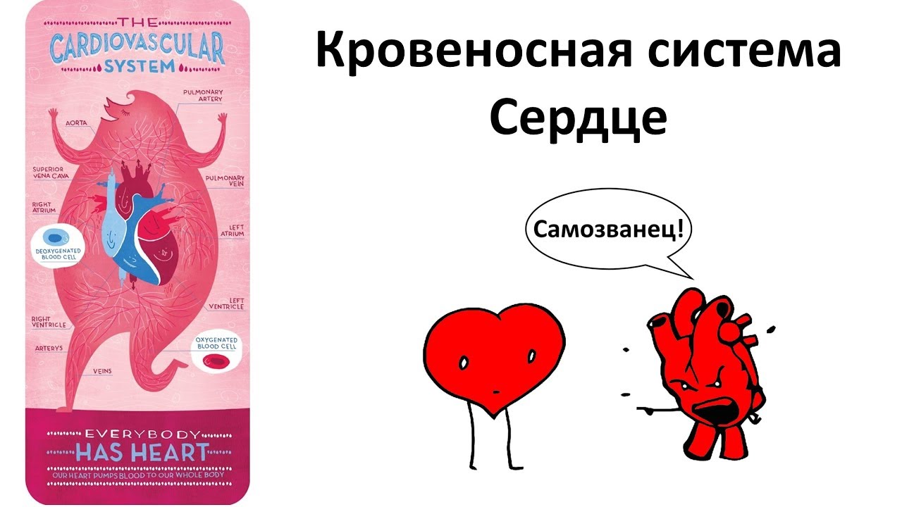 6.3 Сердце (8 класс) - биология, подготовка к ЕГЭ и ОГЭ 2019