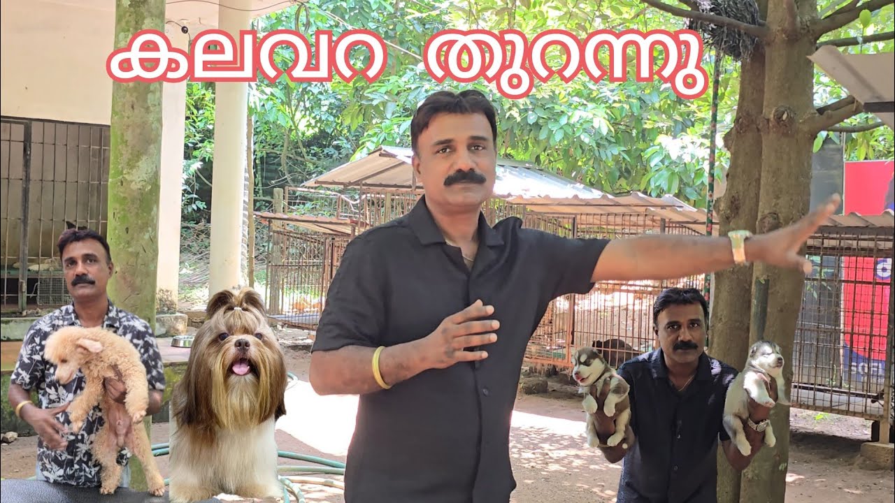 കലവറ തുറന്നു Doberman,Bullmastiff,German shepherd,Shitzhu &SiberianHusky puppies mothersDay special