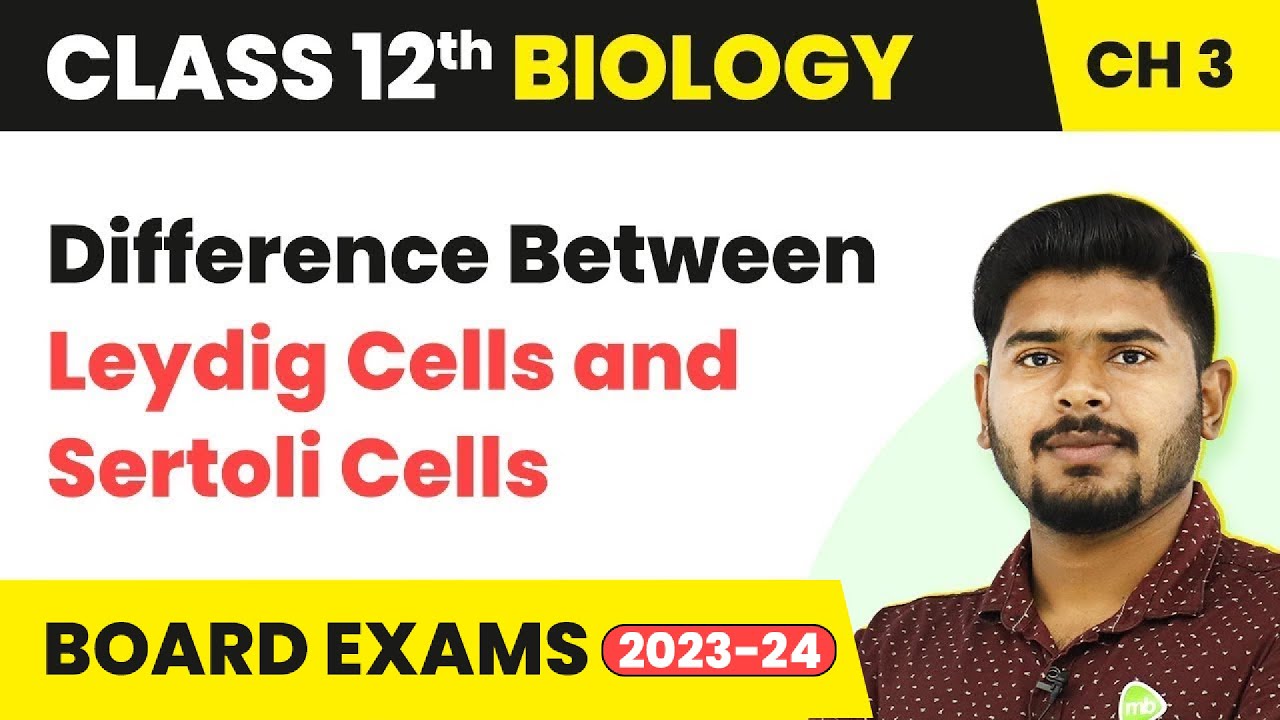 Difference Between Leydig and Sertoli Cells | Class 12 Biology Chapter 3 NCERT/NEET (2022-23)