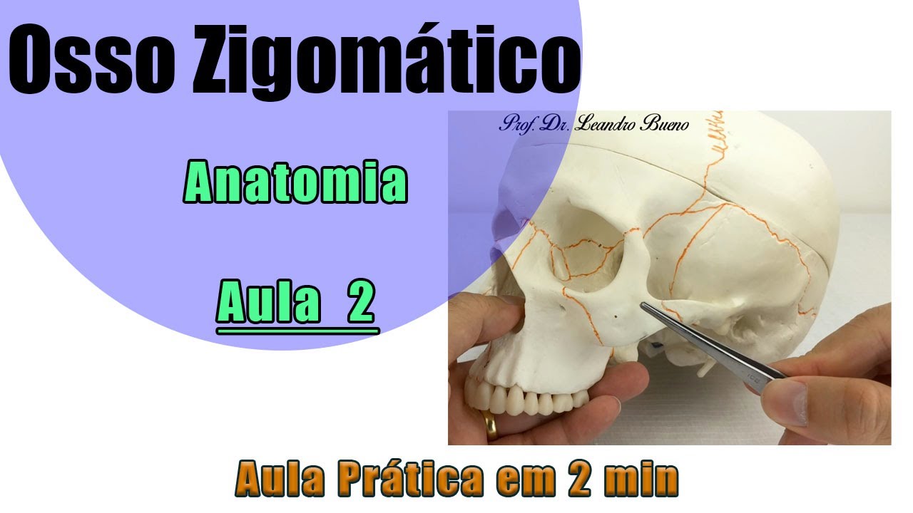 Osso Zigomático - Aula 2 Prática - Anatomia - Anatomia Humana