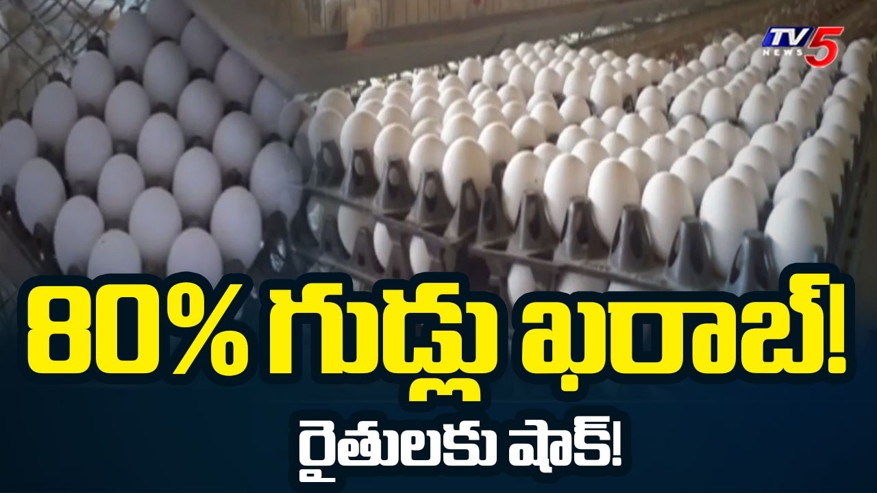 Egg prices Crash to Rs 3.50 egg due to West Asia War Disrupting Gulf Exports | TV5 News