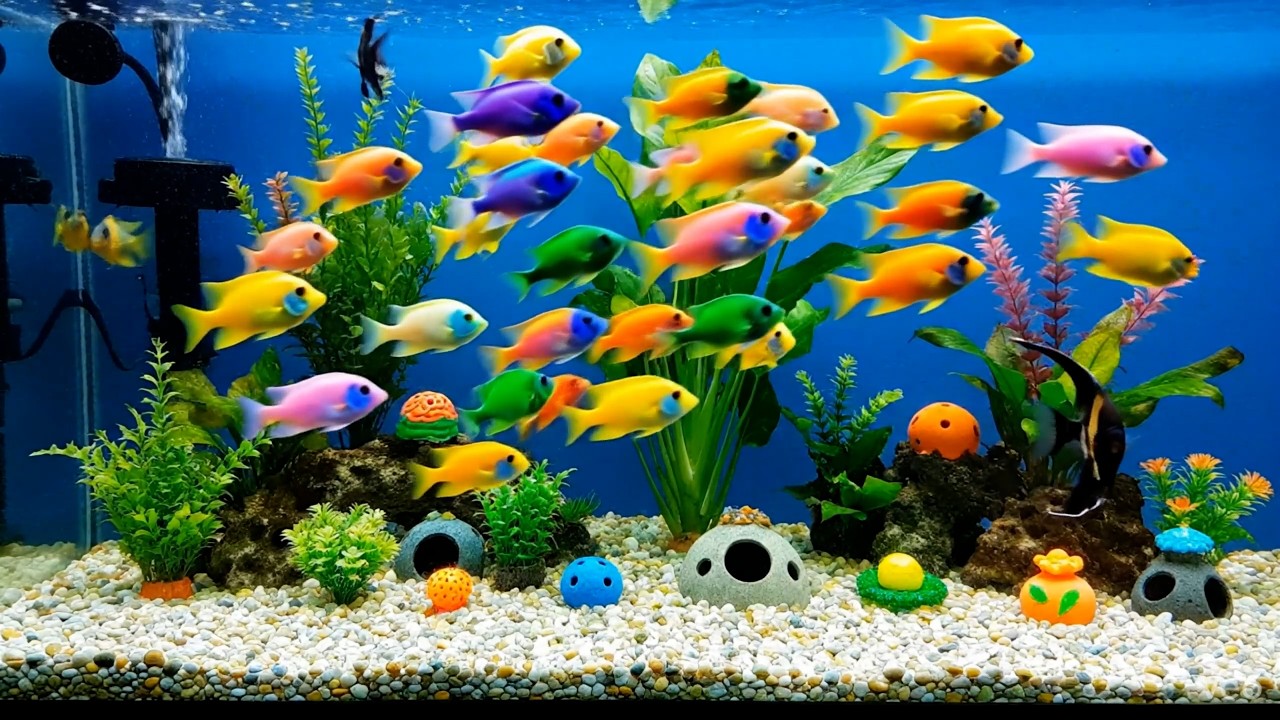 Peaceful Tropical Fish Tank in 4K – Bright, Colorful Aquarium Scene for Relaxation and Stress Relief