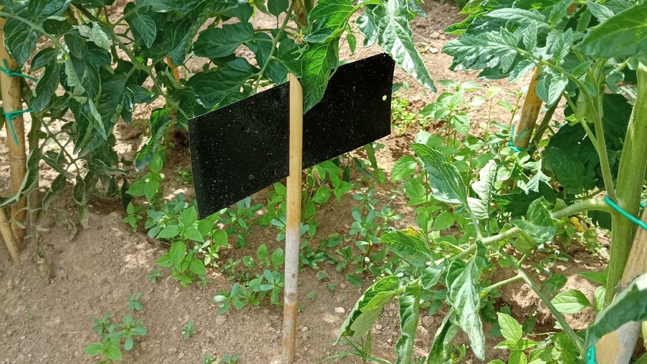 LA TUTA  ABSOLUTA..... LA MINATRICE DEL POMODORO......I DIVERSI METODI DI CATTURA MASSIVA BIO .🦋🦋🦋🦋