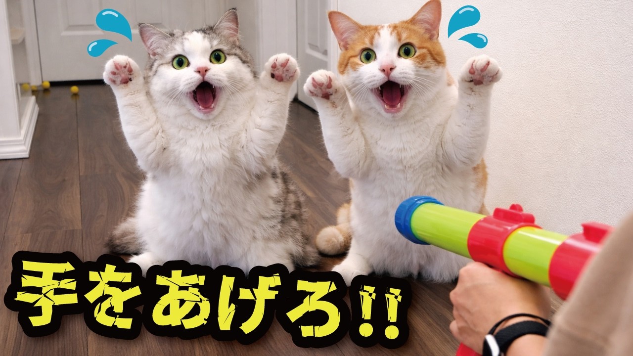 おもちゃの銃を猫たちに向けてみたら…