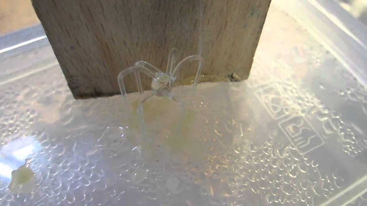 Biomimetic Pump Experiment: Droplet formation and cavitation