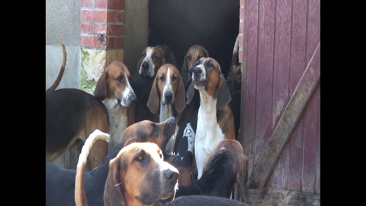 Le repas de la meute au château de Cheverny