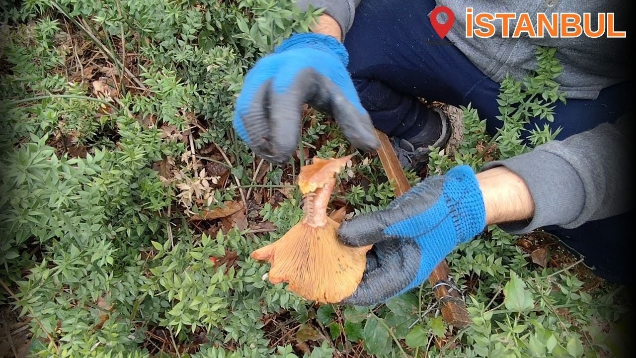 Kanlıca Mantarı Nasıl Bulunur? 🌲 Çıntar Toplama Teknikleri ve İpuçları
