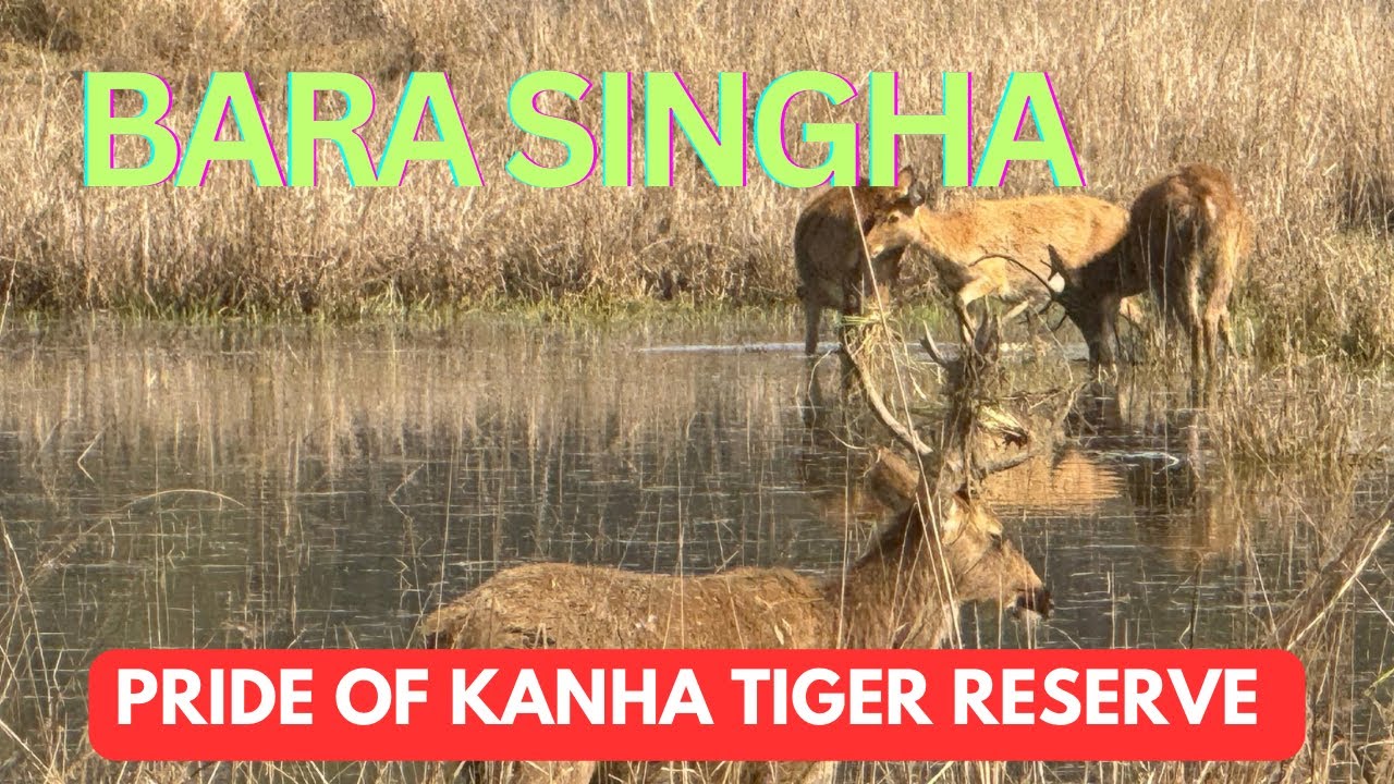 Jungle Safari in Kanha Tiger Reserve from Mukki Gate@harjit29464 