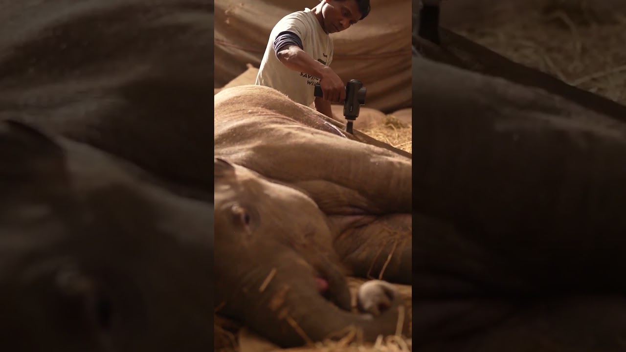 Cutting edge care for rescued wildlife #SaveWildlife #AnantDadaEra&nbsp;#AnantAmbani