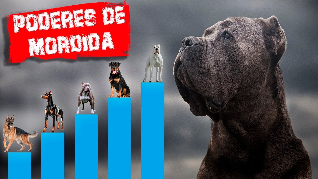 😨 Los 10 Perros con la Mordida mas fuerte del planeta #perros