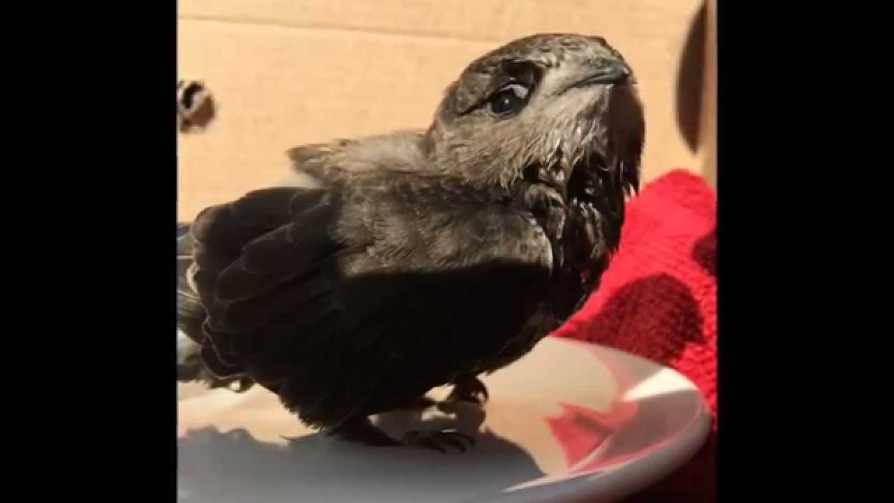 Junger Mauersegler aus dem Nest gefallen