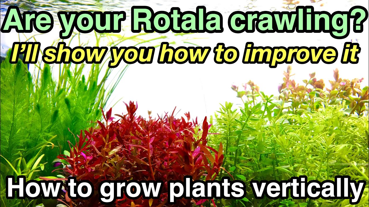 How to grow stemmed plants vertically straight〜This video is for viewers with crawling green rotala