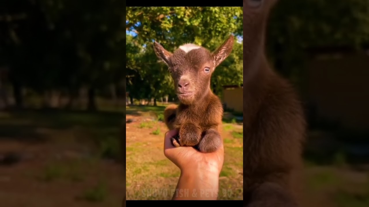 Gote Baby#shorts