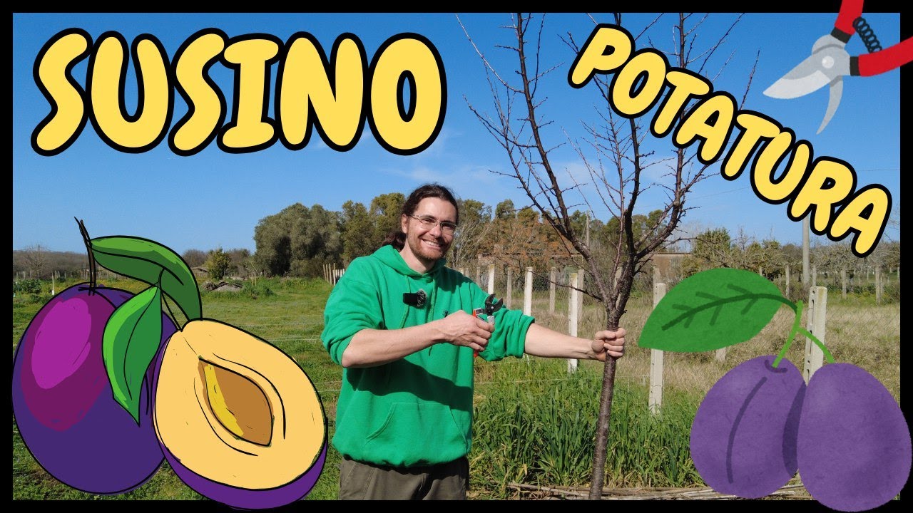 Come POTARE il SUSINO (o PRUGNA) | Guida pratica alla Potatura