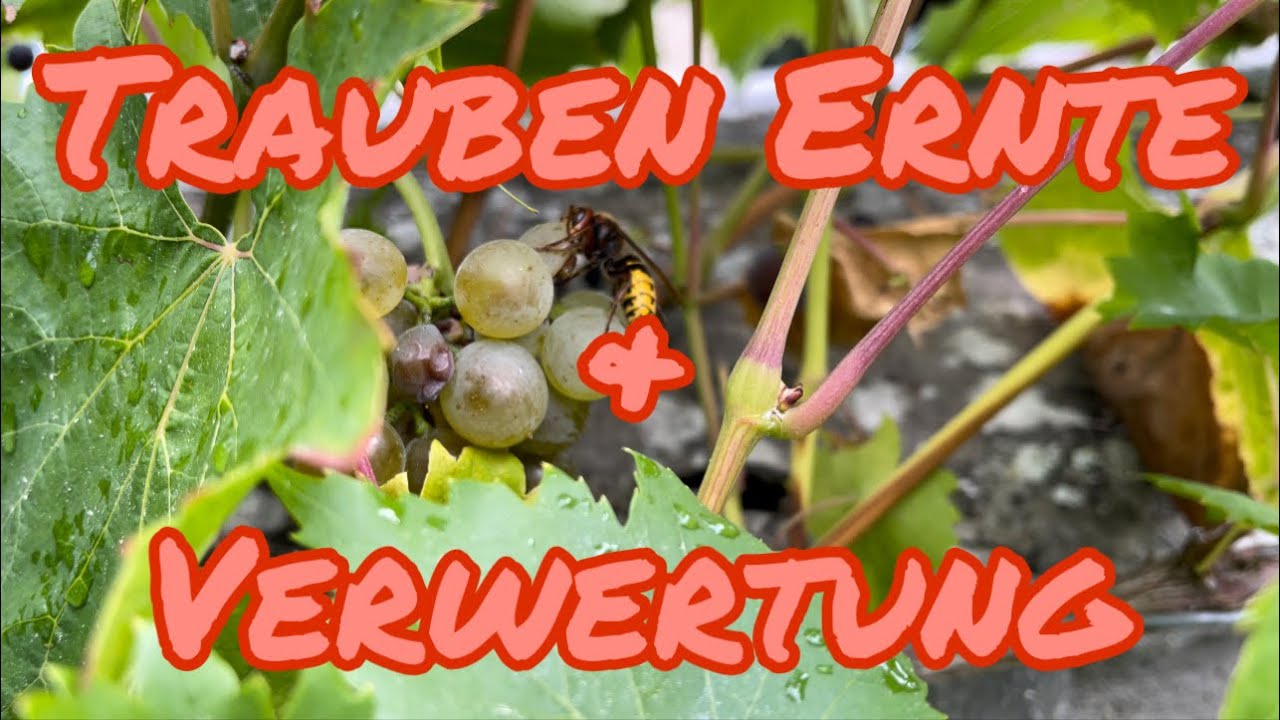 Traubengelee aus eigenen Trauben machen
